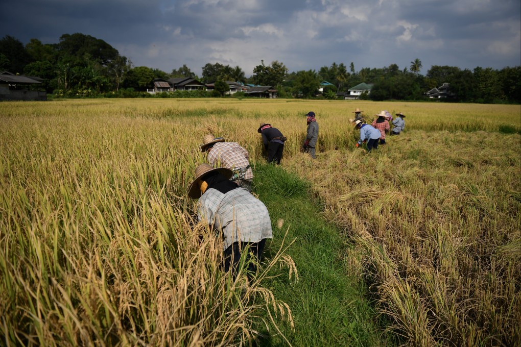 Major rice exporters such as India and Thailand are badly affected. Photo: AFP