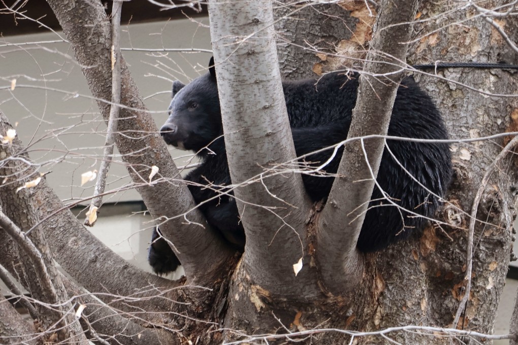 A bear climbs a tree on the premises of a temple in Morioka, Japan’s Iwate prefecture, on April 2. Photo: Kyodo