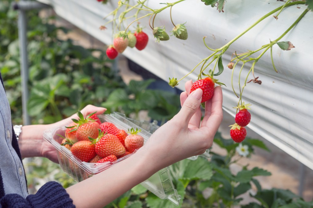 Discover why South Korea’s strawberries (pictured) are the latest must-have souvenir. Photo: Getty Images