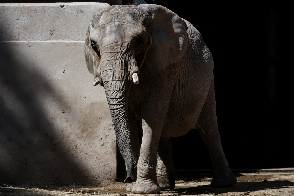 African elephant Pupy is seen in her enclosure at the Buenos Aires Ecopark, a few days before her transfer to the Brazilian Elephant Sanctuary, in Buenos Aires, Argentina, on April 11. Photo: Reuters