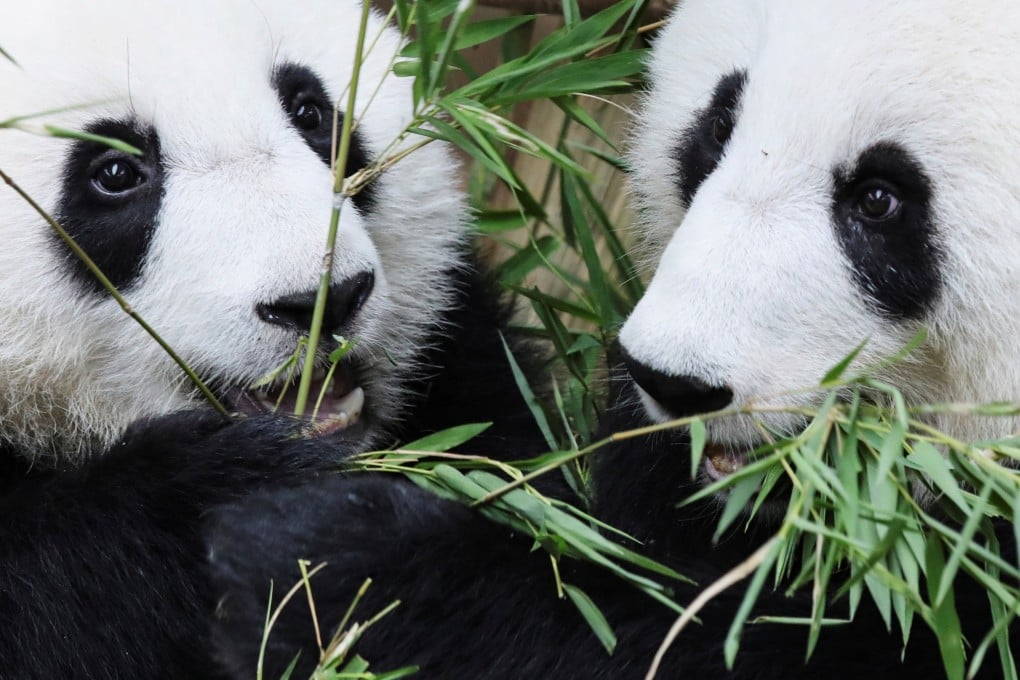 Nineteen-month-old female panda cub Yi Yi (left) plays with her mother Feng Yi in Malaysia’s National Zoo. Photo: Reuters