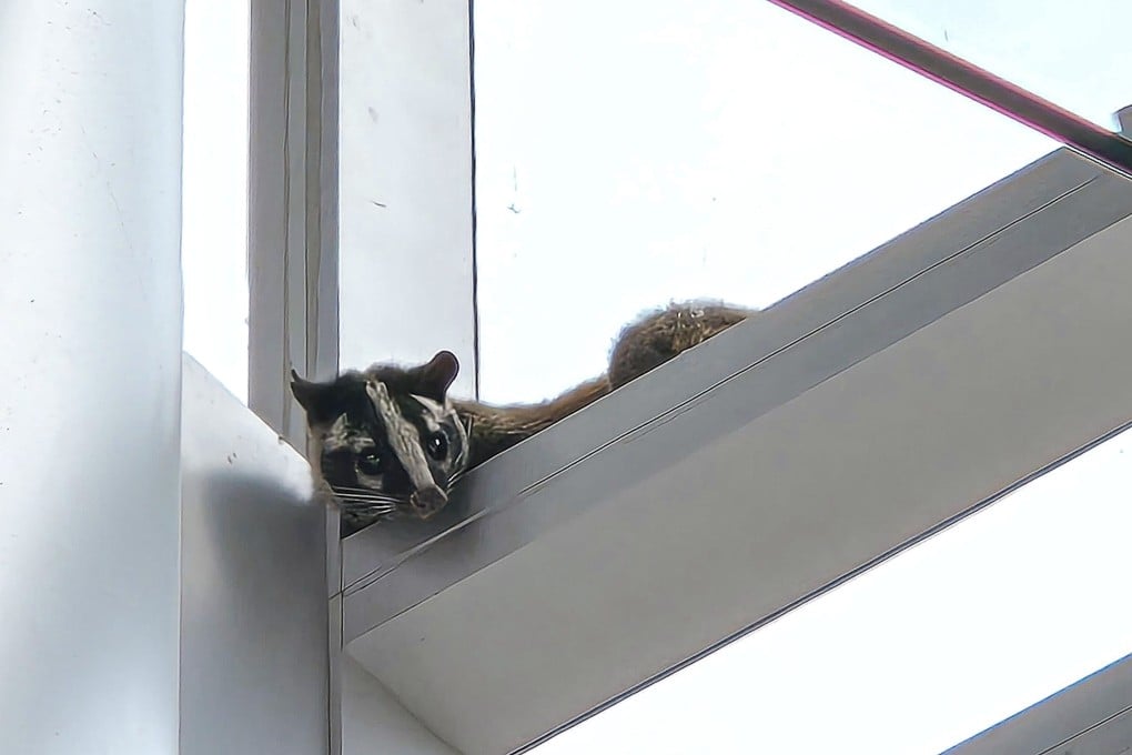 Security personnel at the IFC Mall reported spotting a civet cat on the premises on Monday morning. Photo: Handout