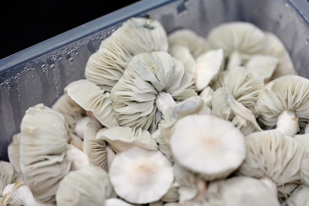 Psilocybe cubensis mushrooms grown for microdosing. Those who take psychedelics in tiny amounts report mental health benefits, but research suggests in many cases it could just be a placebo effect. Photo: AP