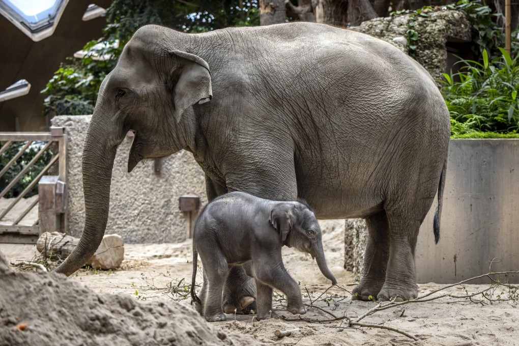 An Asian elephant calf stands with his mother, Farha, the day after he was born, at Zurich Zoo in Switzerland on Sunday. Photo:  EPA-EFE