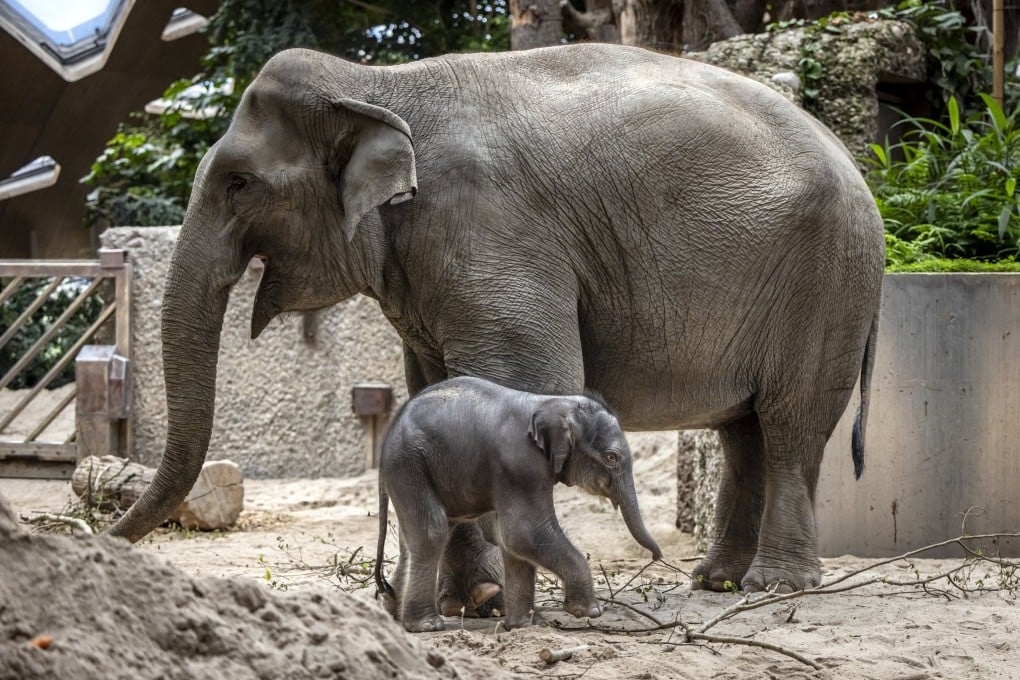An Asian elephant calf stands with his mother, Farha, the day after he was born, at Zurich Zoo in Switzerland on Sunday. Photo: EPA-EFE