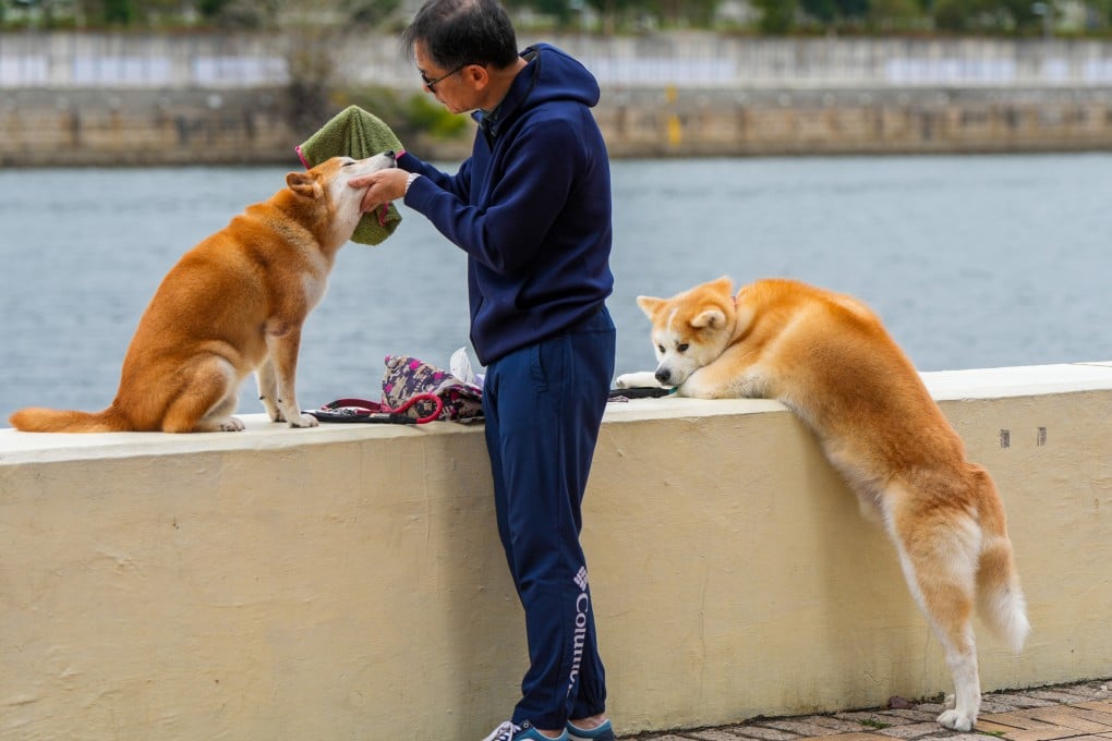 A man tends to his two dogs in Sha Tin, Hong Kong. While getting a second dog can feel like double the fun, it can also be double the trouble. Photo: Sam Tsang