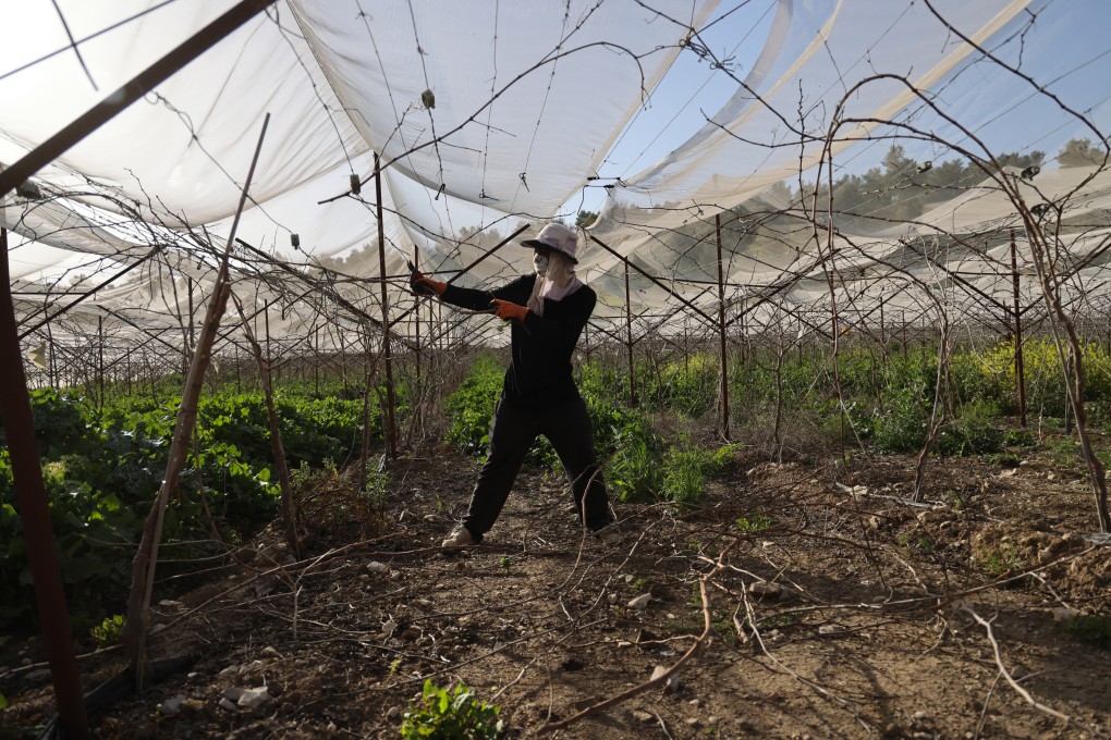 A foreign worker at an agriculture field near the Israeli city of Beersheba. More Indonesian students are studying Israeli agriculture. Photo: AFP