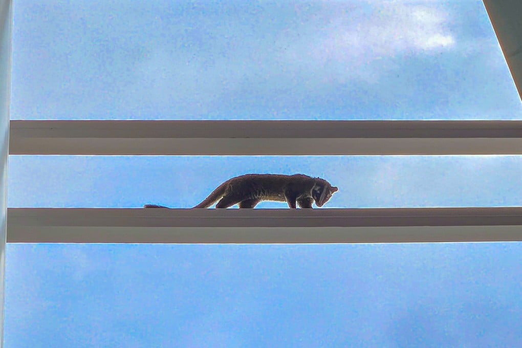 A civet cat caught at IFC Mall on Monday has been released into the wild. Photo: Handout