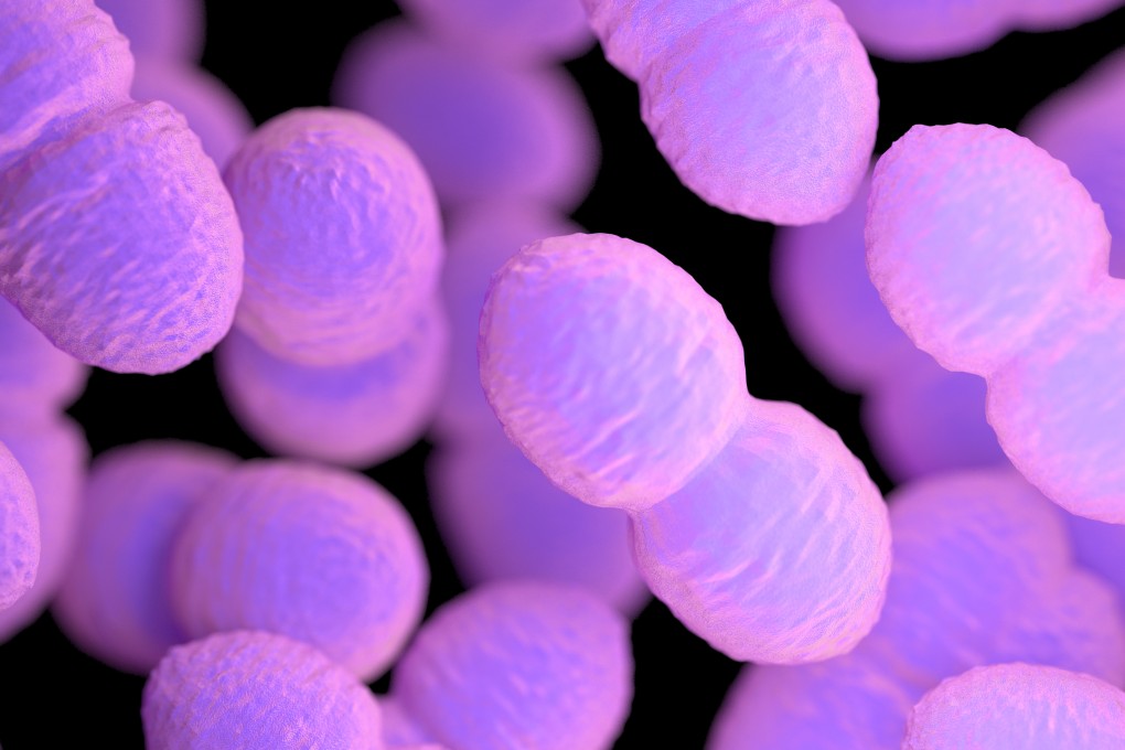 Enterococcus faecium bacteria exist in the guts of humans and are hard to kill, but a new study highlights how the proteins that give some strains a competitive edge could be harnessed to treat antibiotic resistance. Photo: Shutterstock