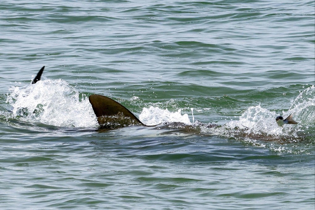 Sharks swim off the coast of Hadera in central Israel on Tuesday. Photo: AFP