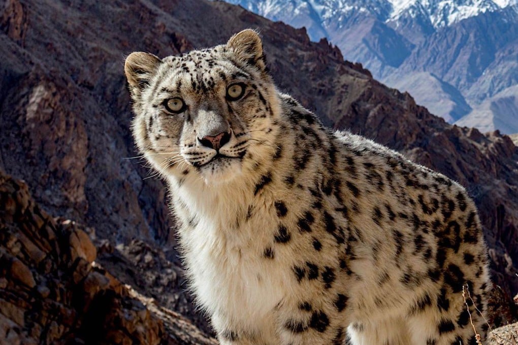 A photo of a young snow leopard in the mountains of Ladakh, India, by Sascha Fonseca, who won the “Wildlife Photographer of the Year 2022” People’s Choice Award, given by London’s Natural History Museum. Photo: Instagram/sascha.fonseca