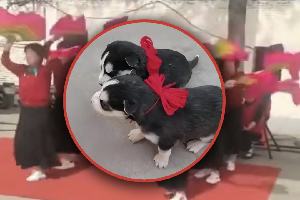 A Chinese man who staged a celebration for his month-old puppies has been berated by officials for disrupting public order. Photo: SCMP composite/Douyin