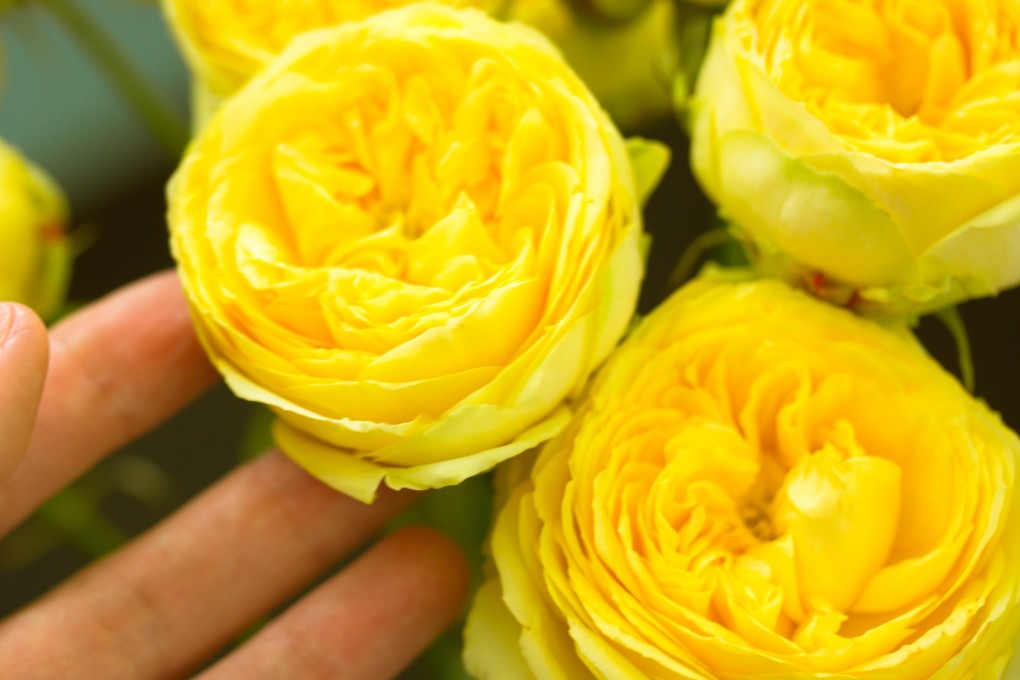 Chinese and Dutch researchers have discovered the first roses were most likely yellow, not red. Photo: Shutterstock