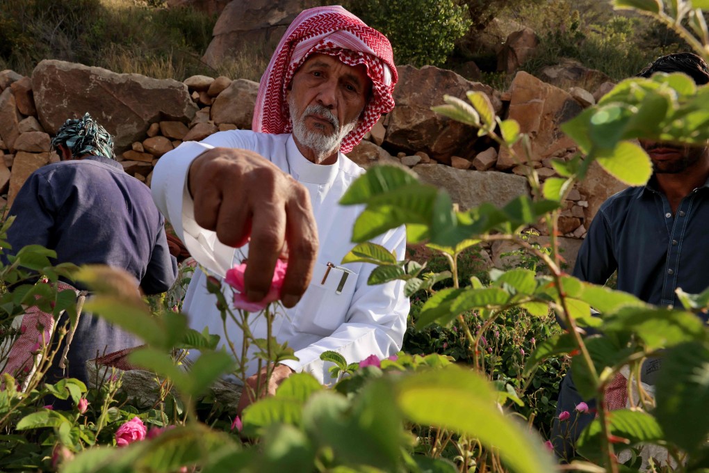 80-year-old rose farmer Khalaf Allah al-Talhi harvests flowers in Taif, Saudi Arabia. The petals’ aroma is extracted for use in perfumes and rose water. Photo: AFP