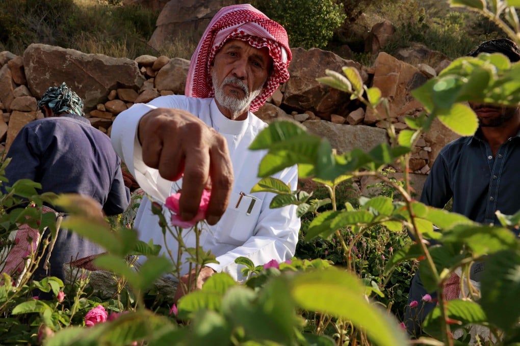 80-year-old rose farmer Khalaf Allah al-Talhi harvests flowers in Taif, Saudi Arabia. The petals’ aroma is extracted for use in perfumes and rose water. Photo: AFP