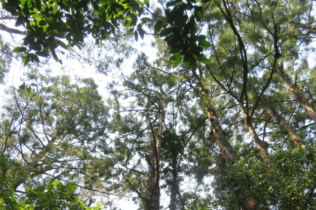 There are fewer than 1,000 Chinese swamp cypress trees left in the wild. Photo: Paul Leader