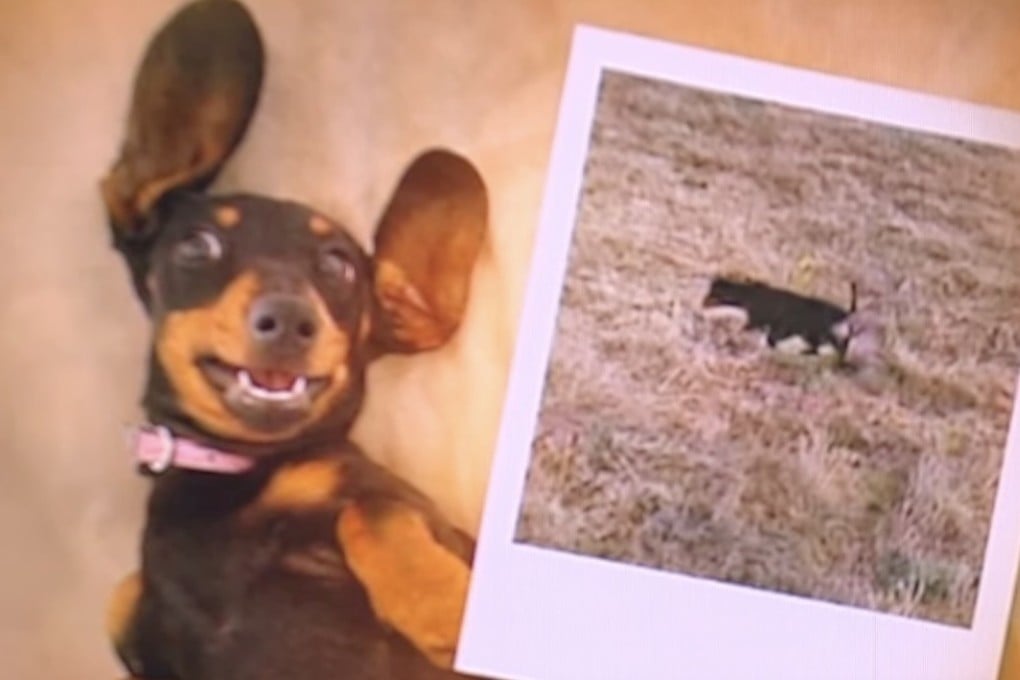 A miniature dachshund named Valerie was found on Kangaroo Island in Australia after 529 days. Photo: YouTube/9 News Australia