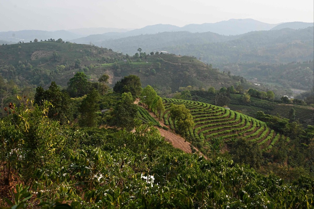 This photo taken on April 1, 2025, shows coffee plants in the foreground and rows of tea plants in the background at the Tianyuzhuang coffee plantation in Puer, in China’s southwest Yunnan province. Photo: AFP