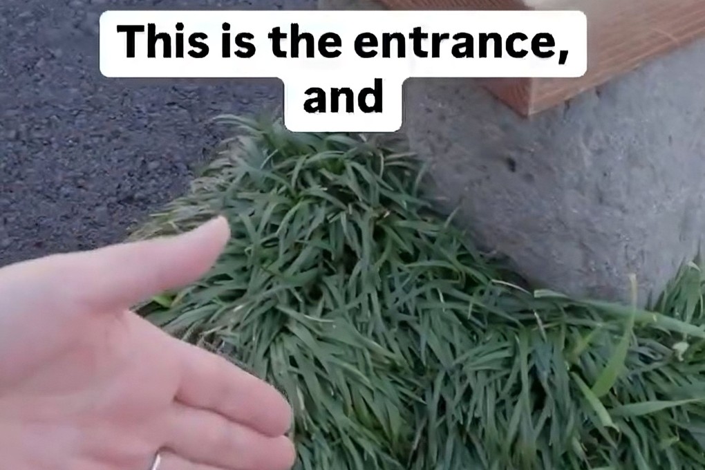 A still from a Guinness World Records social media video shows the world’s smallest park in Nagaizumi, Japan’s Shizuoka prefecture. Photo: X/GWR