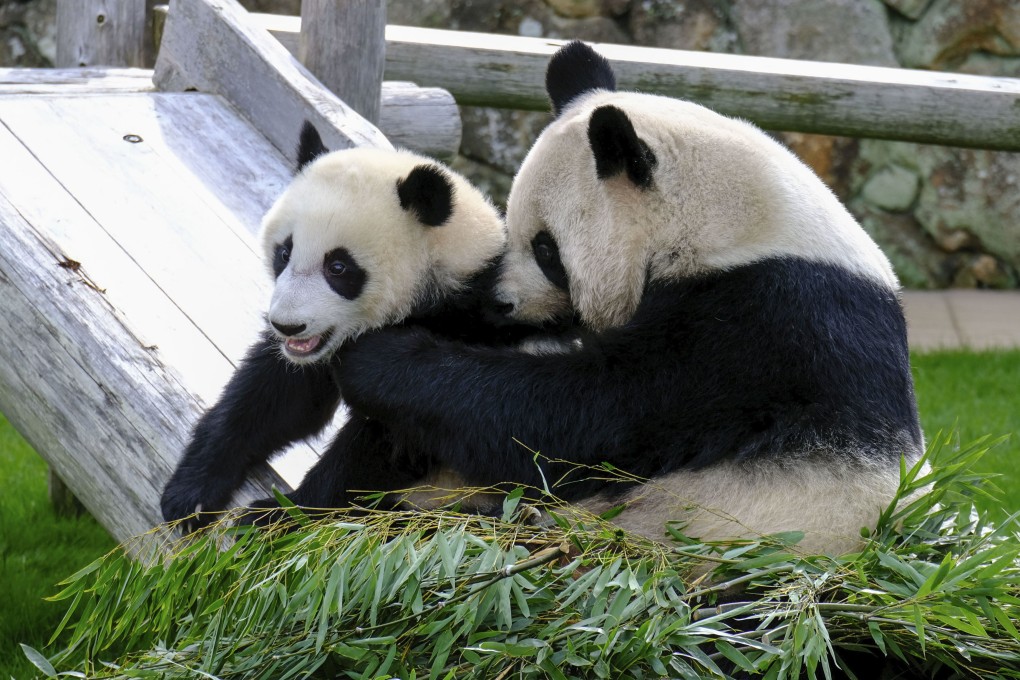 Giant panda Fuhin and her mother Rauhin play at the Adventure World park in Shirahama in Japan in 2021. Photo: Kyodo