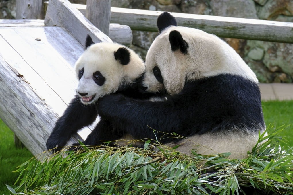 Giant panda Fuhin and her mother Rauhin play at the Adventure World park in Shirahama in Japan in 2021. Photo: Kyodo