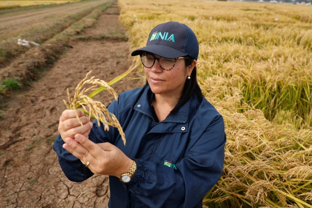 Scientist Karla Cordero inspects experimental rice seedlings grown in Chile. A new, less water-intensive rice strain is thriving in the country’s dry climate, offering hope for sustainable agriculture at a time of increased water scarcity. Photo: AFP