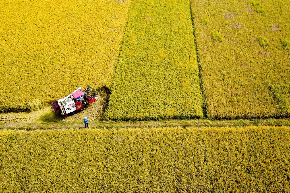 A new report has suggested migratory pests are partially responsible for rice yield losses in southern China. Photo: Xinhua