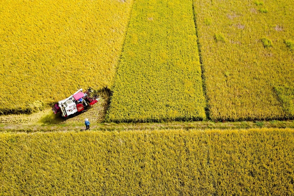 El Niño Dorong Hama Migran Serang Padi di Selatan Cina, Ancaman Ketahanan Pangan