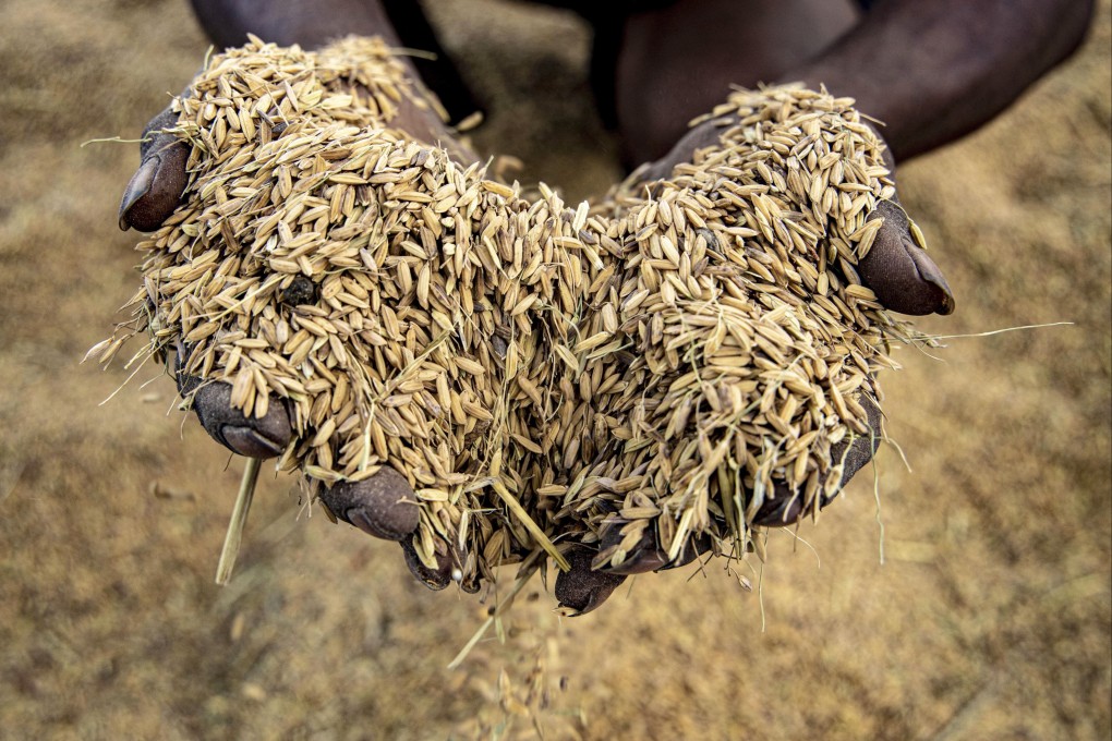 A man shows rice grains he dries at the site of an Indonesian government’s food estate project in Merauke, Papua province. Photo: AP