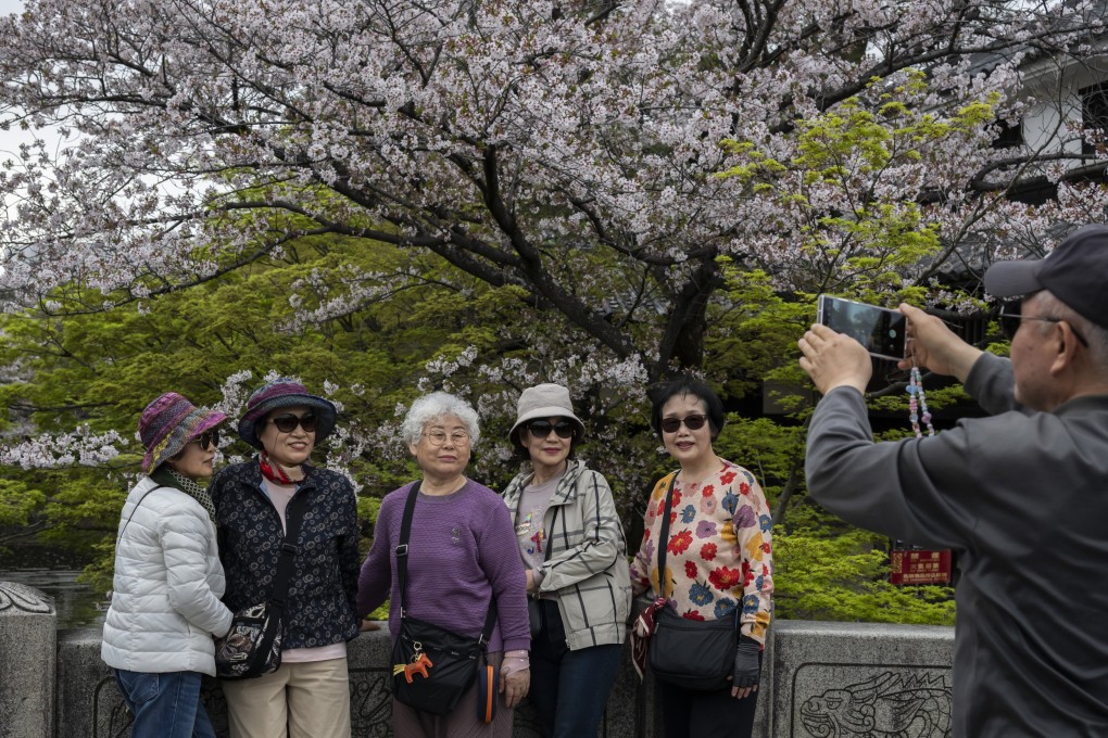 Tourists take pictures in front of blossoming cherry trees along the Kurashiki River in Okayama province, Japan, on April 12. Photo: EPA-EFE