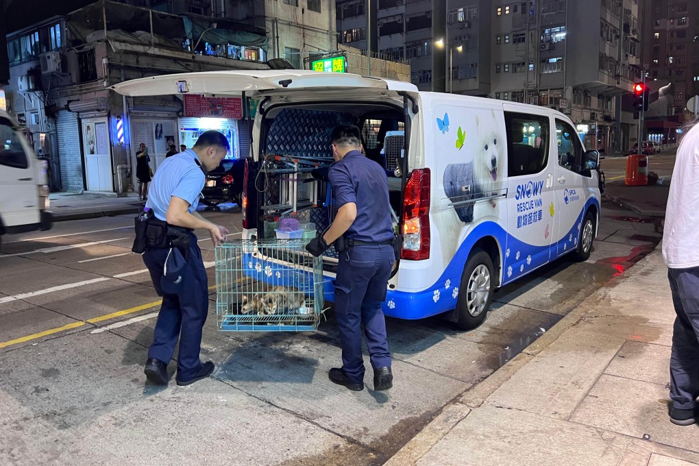 The five kittens were handed over to an animal care group for further treatment. Photo: SPCA