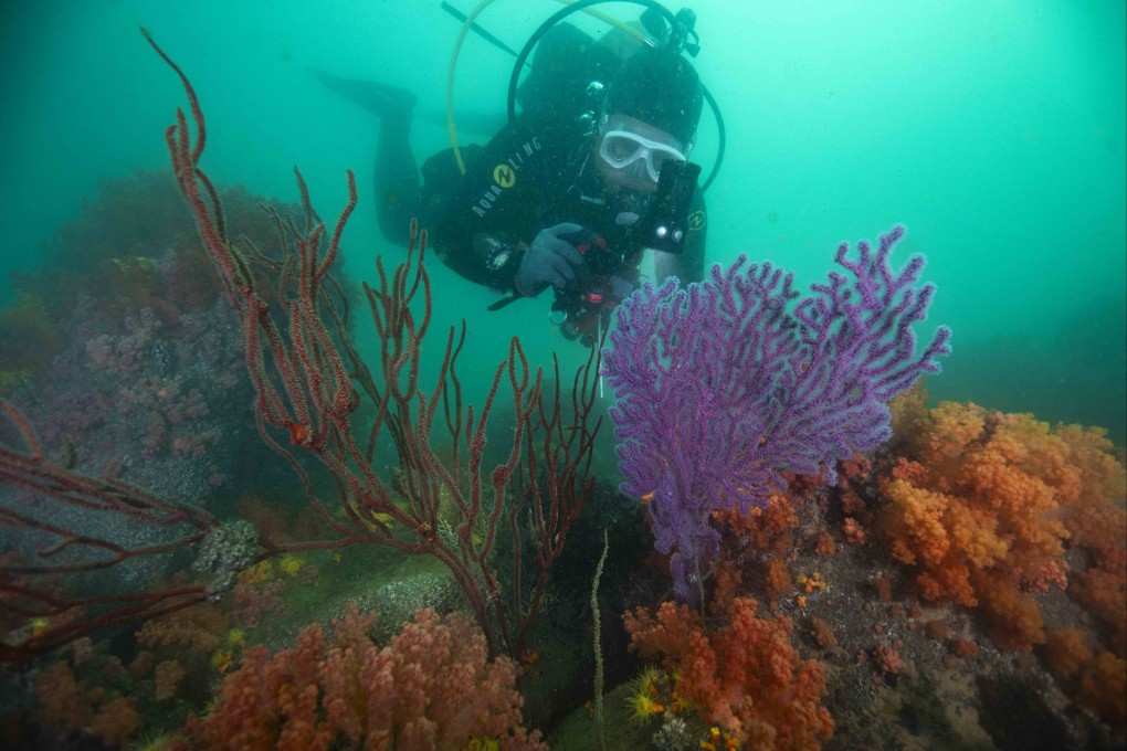 Hong Kong has good diversity of coral and fish species, even if its waters are often murky. Scuba divers advocate ways to grow the sport. Photo: Simon Lorenz