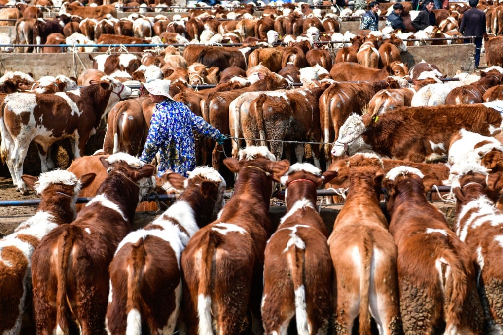 China has unveiled a plan to reduce the proportion of grain in its animal feed, part of efforts to enhance the security of its domestic supply. Photo: Xinhua