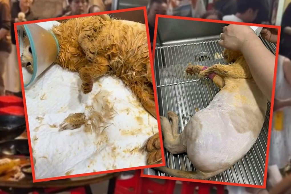 A cat in China that fell into a boiling pot of oil has succumbed to its injuries after days of treatment paid for by the restaurant’s owner. Photo: SCMP composite/Douyin
