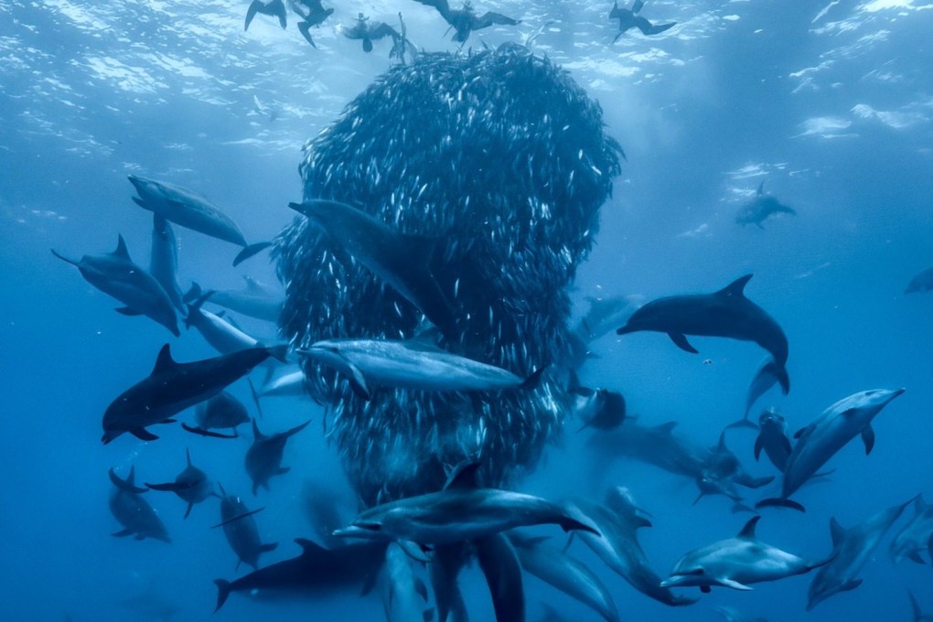 A still from Ocean with David Attenborough, which will be released in cinemas on May 8 and on the National Geographic TV network on June 7, followed by Disney+ and Hulu on June 8, which is also World Ocean Day. Photo: Instagram/silverback_films