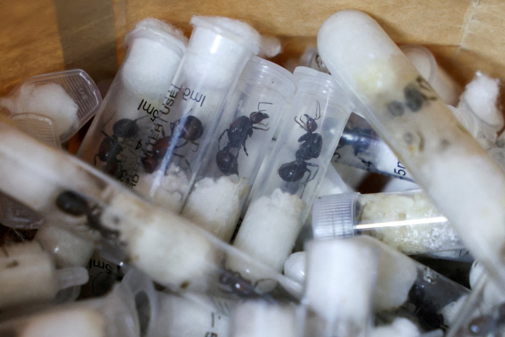 Samples of garden ants concealed in syringes are presented to court at the Jomo Kenyatta International Airport Law Courts in Nairobi, Kenya on April 15, 2025. Photo: Reuters