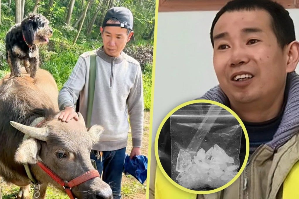 An influencer in China known for his raising cattle videos has been exposed as an ex-convict, sparking mixed reactions online. Photo: SCMP composite/YouTube/Baidu/Douyin