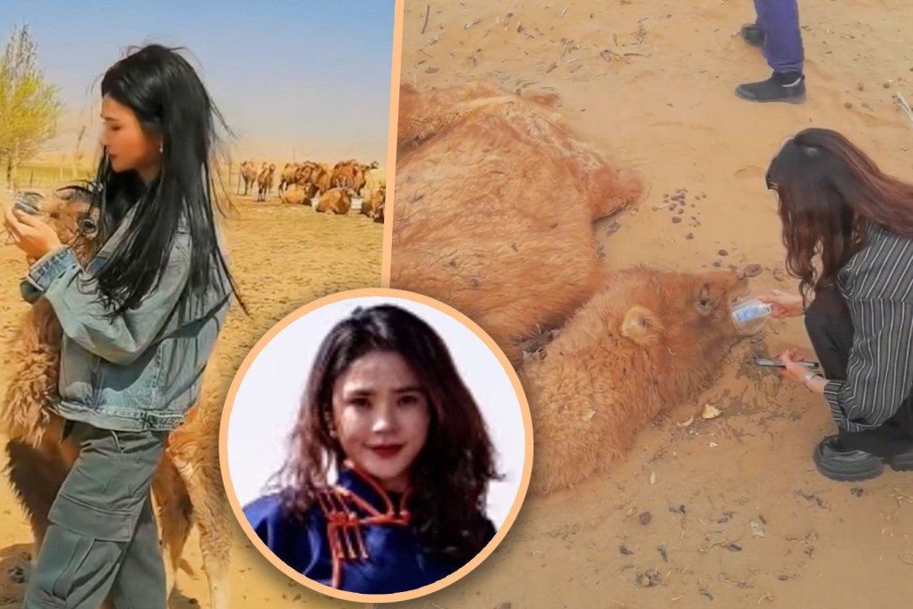 A Chinese woman has been showered with praise online for giving first aid to a dehydrated camel in an Inner Mongolian desert.
Photo: SCMP composite/Douyin