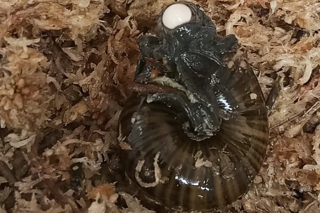 A Powelliphanta augusta snail lays an egg from its neck at the Hokitika Snail Housing facility. Photo: AP