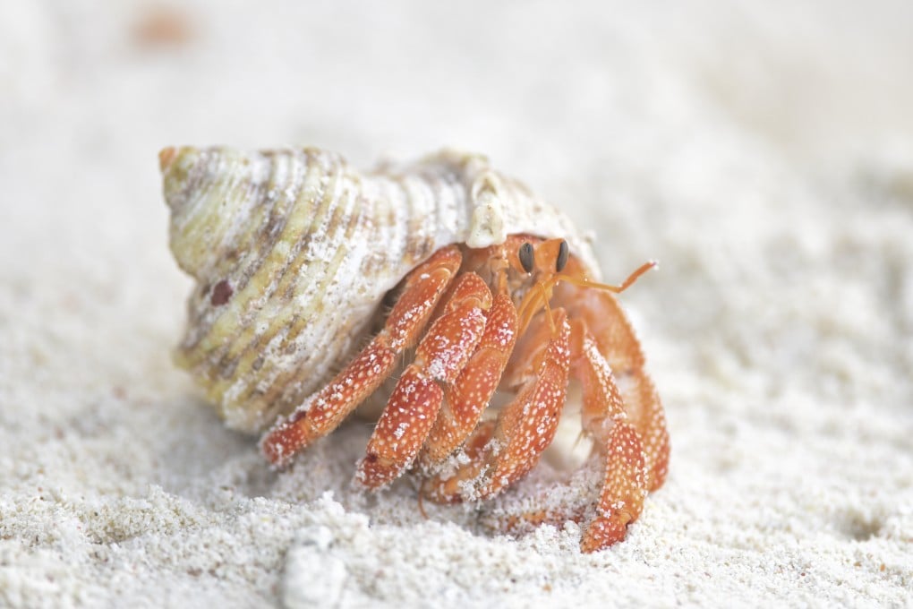 In Japan, each hermit crab can sell for up to US$137. Photo: Antony Dickson