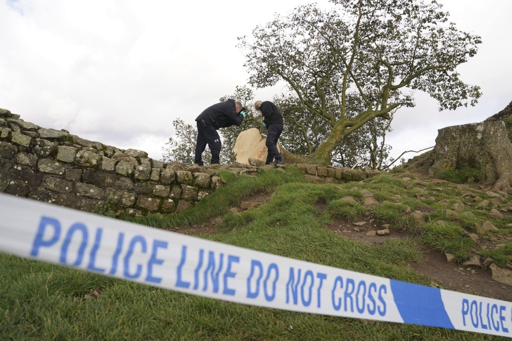 Forensic investigators examine the felled Sycamore Gap tree on September 29, 2023. Photo: PA via AP