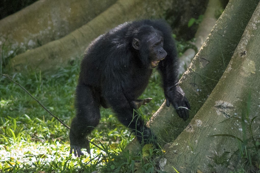 A wild male chimpanzee drums on a buttress tree while producing a pant-hoot call as he joins his groupmates, in Uganda’s Budongo Forest, in May 2017. Photo: AP