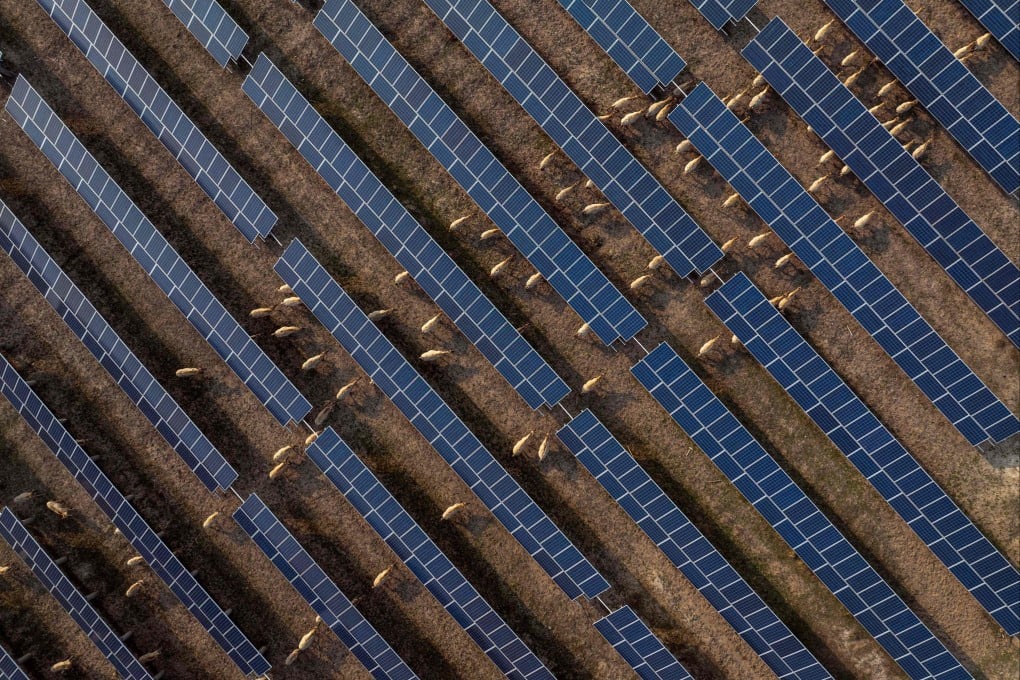 A herd of Pere David’s deer walk underneath solar panels at a nature reserve in Yancheng, in eastern China’s Jiangsu province on April 5. Photo: AFP China OUT