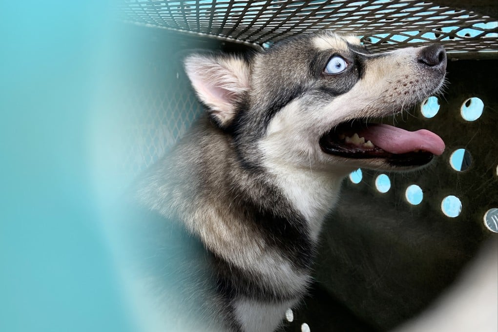 The new 30-day quarantine for bringing pets from the mainland to Hong Kong will start next month. Photo: Dickson Lee