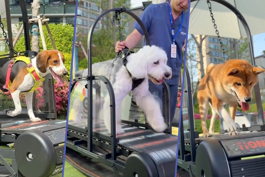 China’s first pet gym is set to offer unique facilities and training programmes to promote animal wellness. Photo: SCMP composite/RedNote