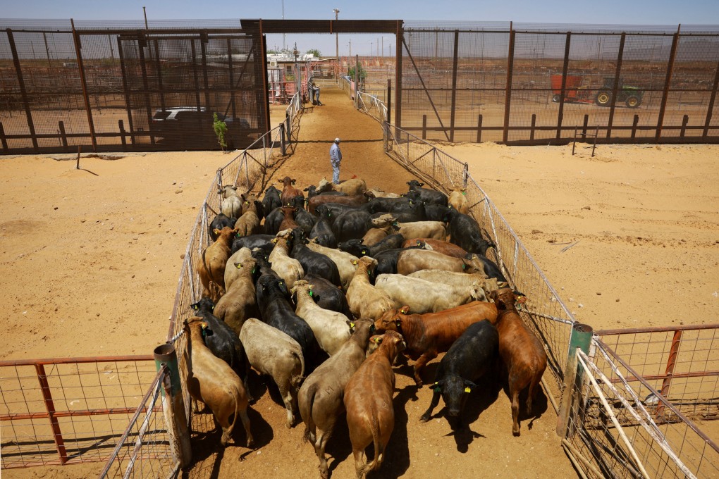 Mexico exported just over one million head of cattle to the United States last year. File photo: Reuters