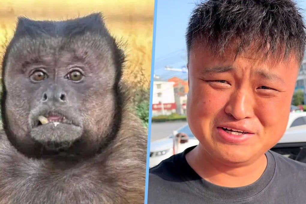 A Chinese sound mimicry influencer, who closely resembles a square-faced monkey, plans to “talk” to the animal, generating immense interest among his online fans. Photo: SCMP composite/Baidu/Douyin