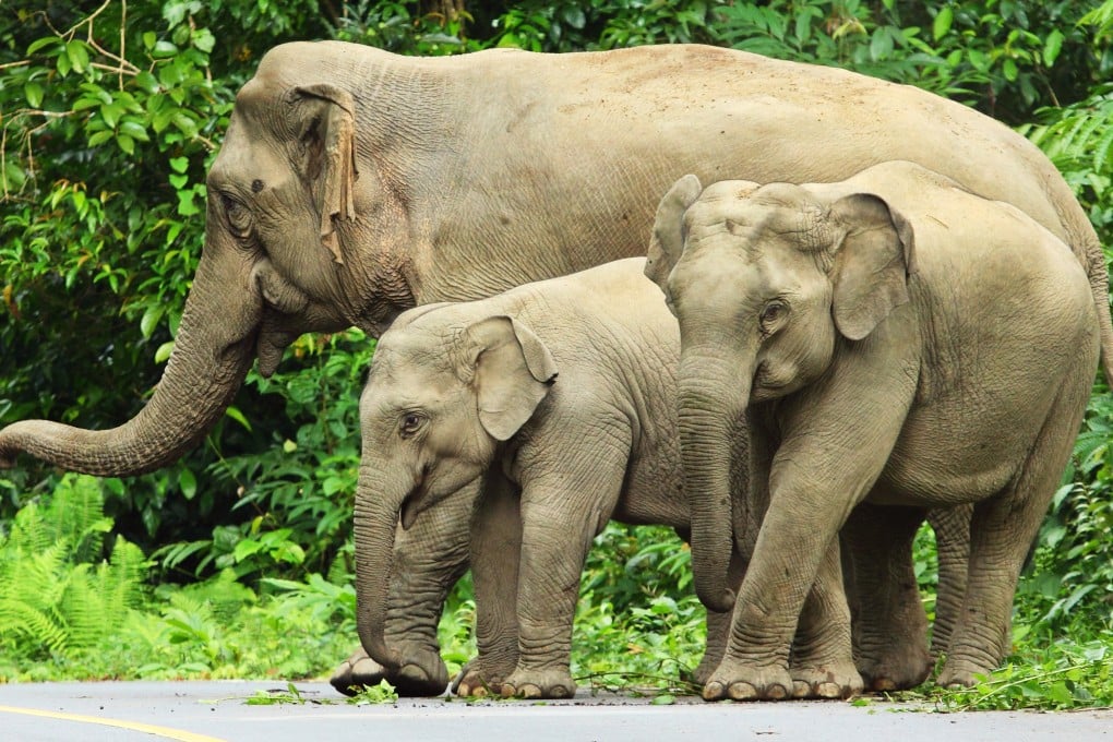 A family of elephants crosses a road. Photo: Shutterstock