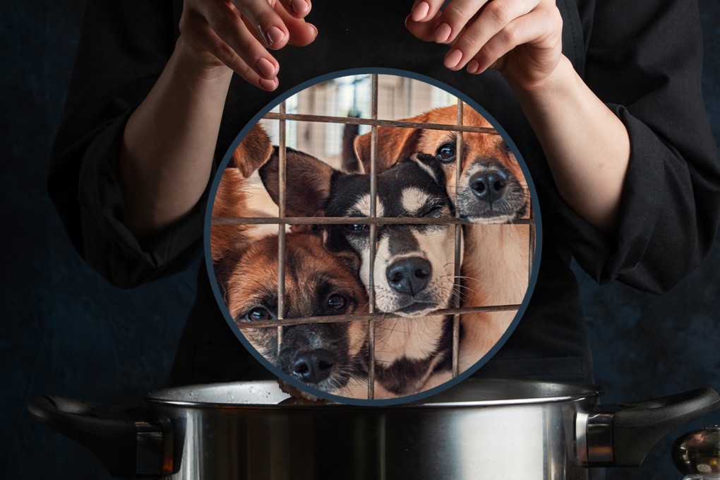 A shop owner in China has sparked public fury by adopting stray dogs only to kill and cook them. Photo: SCMP composite/Shutterstock