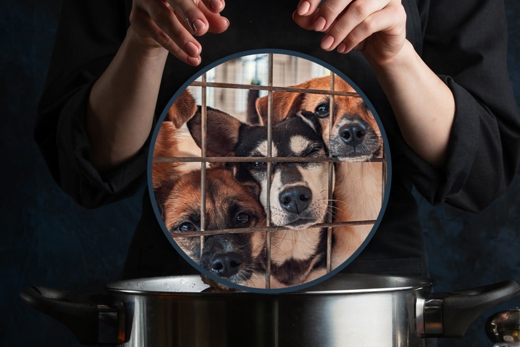 A shop owner in China has sparked public fury by adopting stray dogs only to kill and cook them. Photo: SCMP composite/Shutterstock
